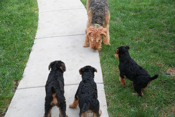 annie pups-4215