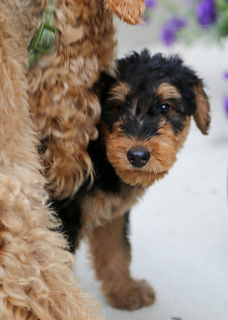 annie pups-3824
