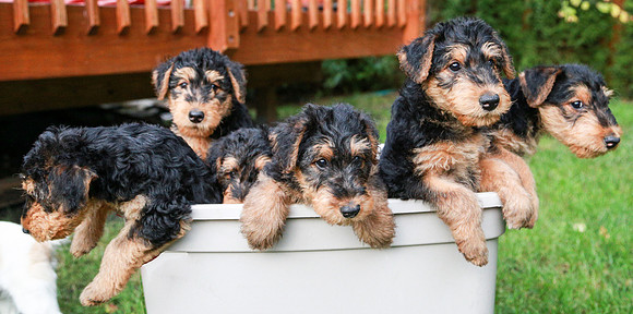 annie pups-3974-2