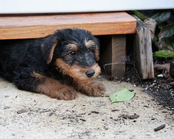 annie pups-4182