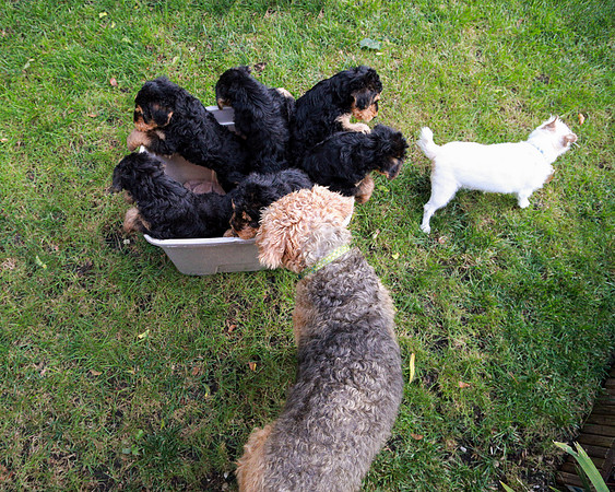 annie pups-3930