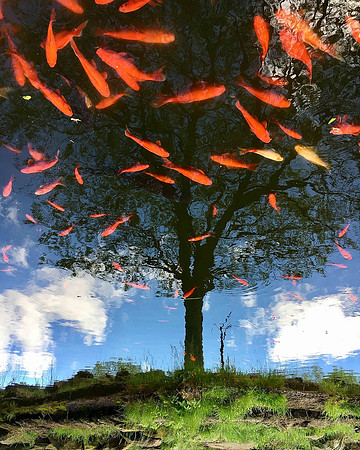 GOLDFISH TREE-IMG_5082