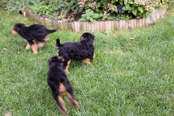 annie pups-3838