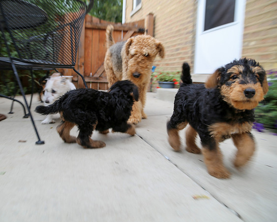 annie pups-3816