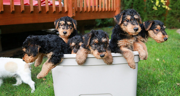 annie pups-3974