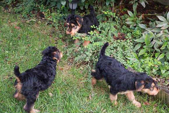 annie pups-3878