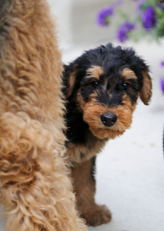 annie pups-3825