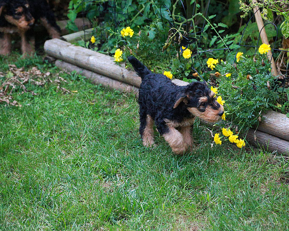 annie pups-4228