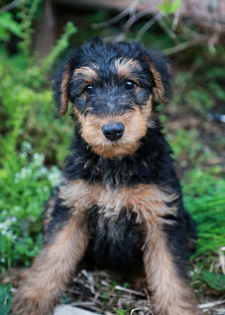 annie pups-4238