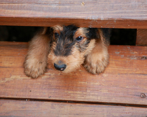 annie pups-3885