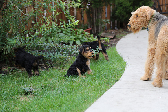 annie pups-3843