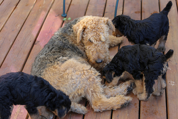 ANNE PUPS-1533