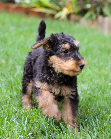 annie pups-3864