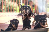 2015-09-26 THE PUPS