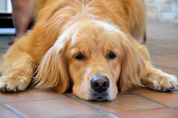 LUCY-DSC_7392