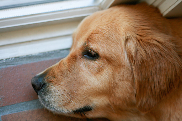 LUCY-IMG_2060