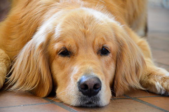LUCY-DSC_7393