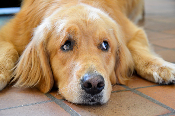 LUCY-DSC_7394-2