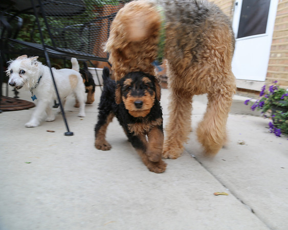 annie pups-3818