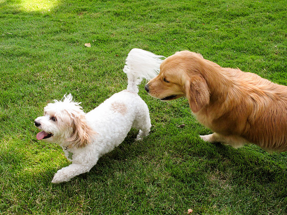 LUCY-IMG_4372